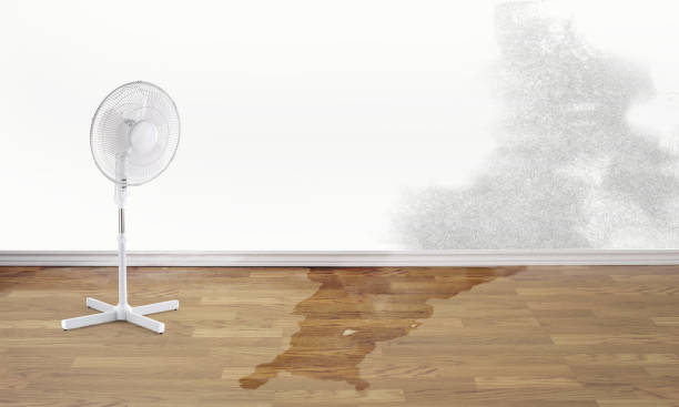 Best Local water damage restoration  in Boonville, NC